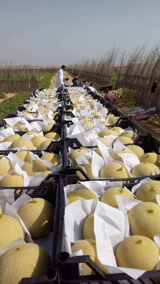 Aton Green Egypt Fresh Fruits & Vegetables